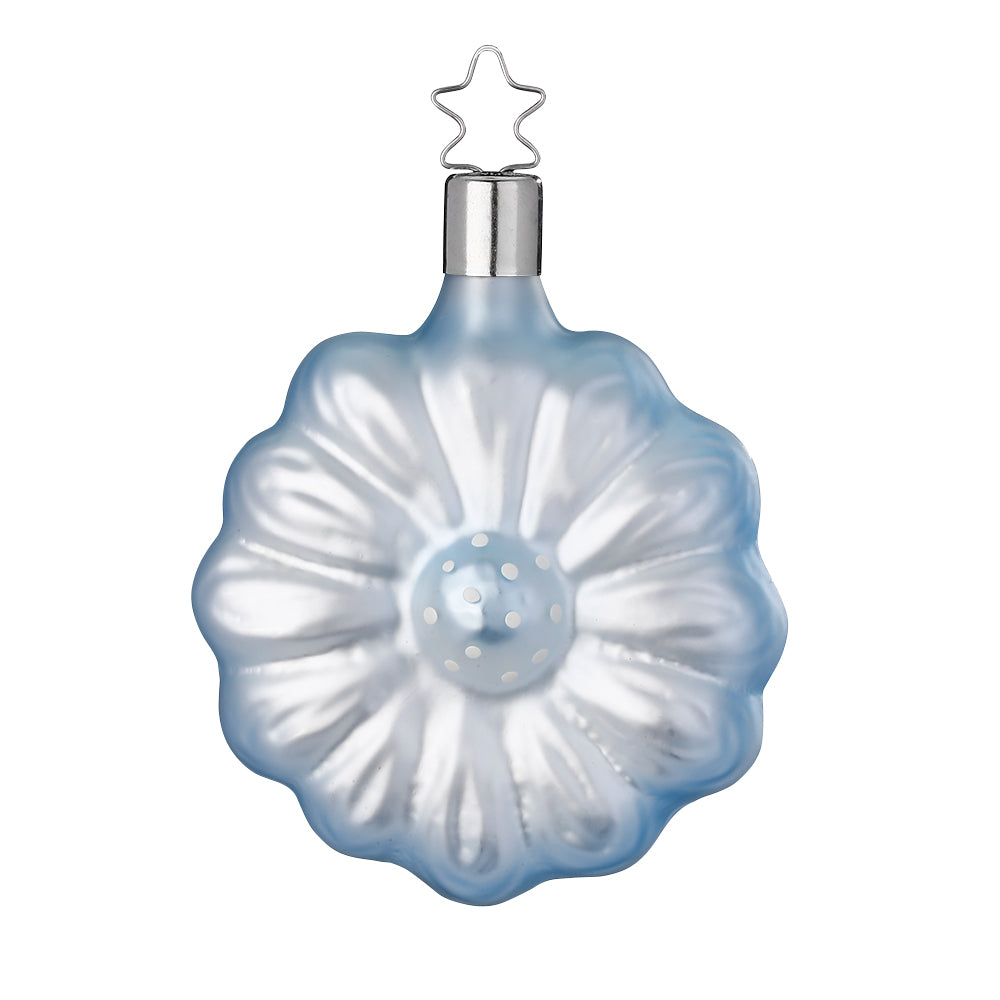 Gerbera, eisblau, 8 cm