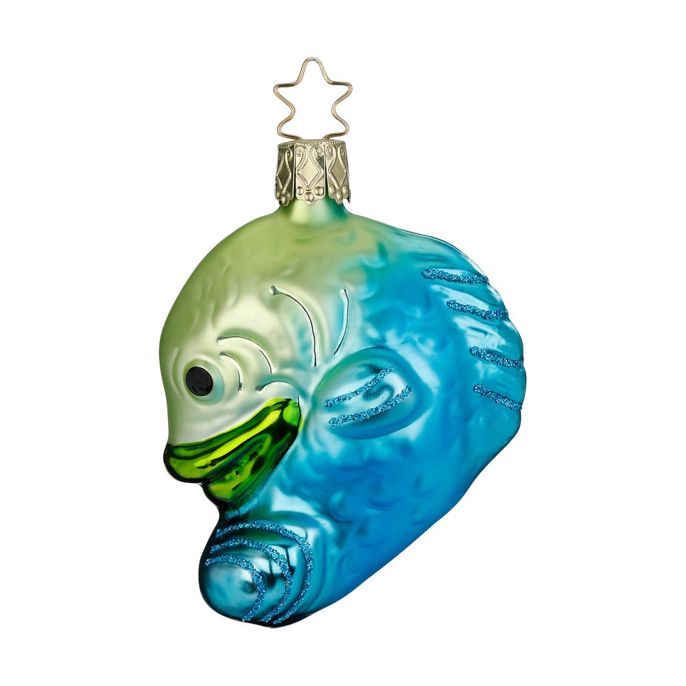 Blaufisch, 8 cm
