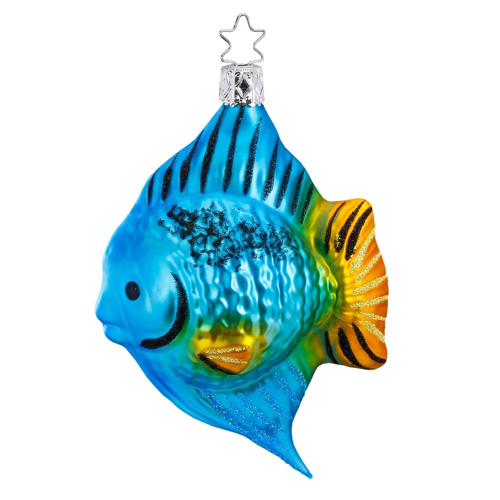 Doktorfisch, 11 cm