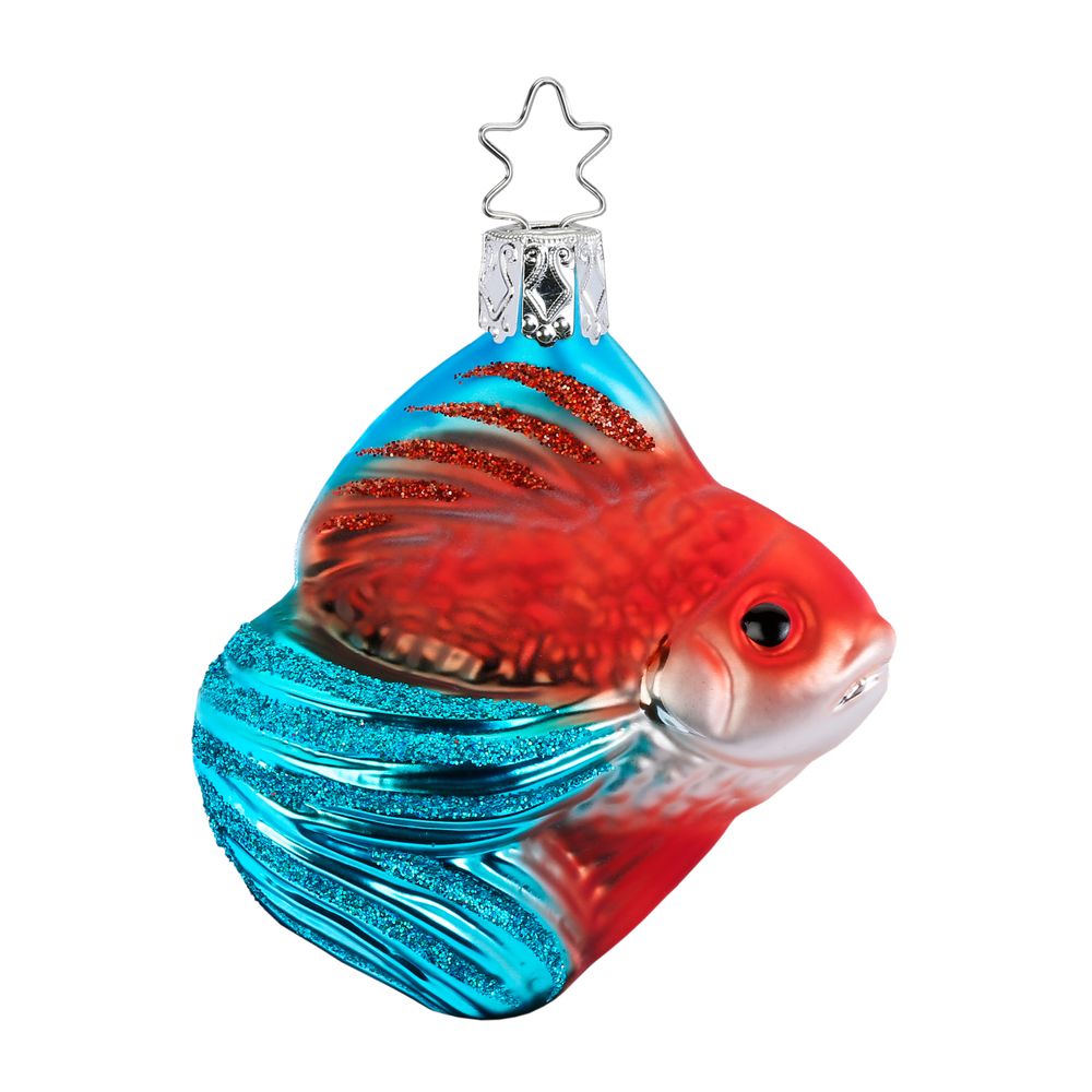 Schleierfisch, 8 cm