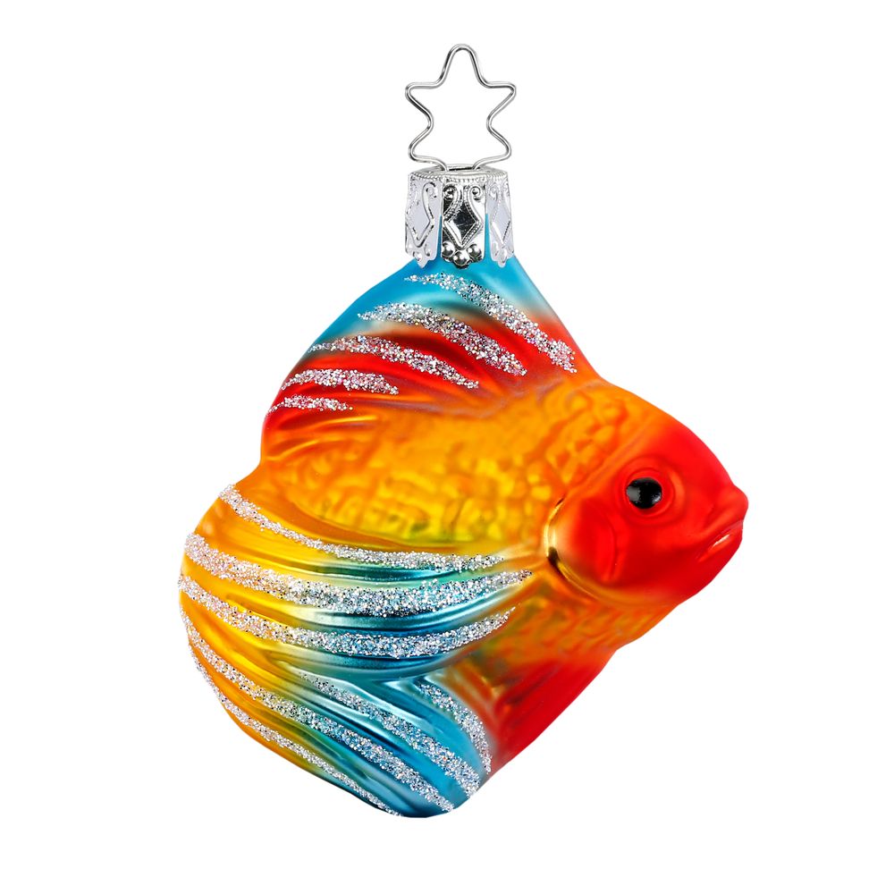 Schleierfisch, 8 cm
