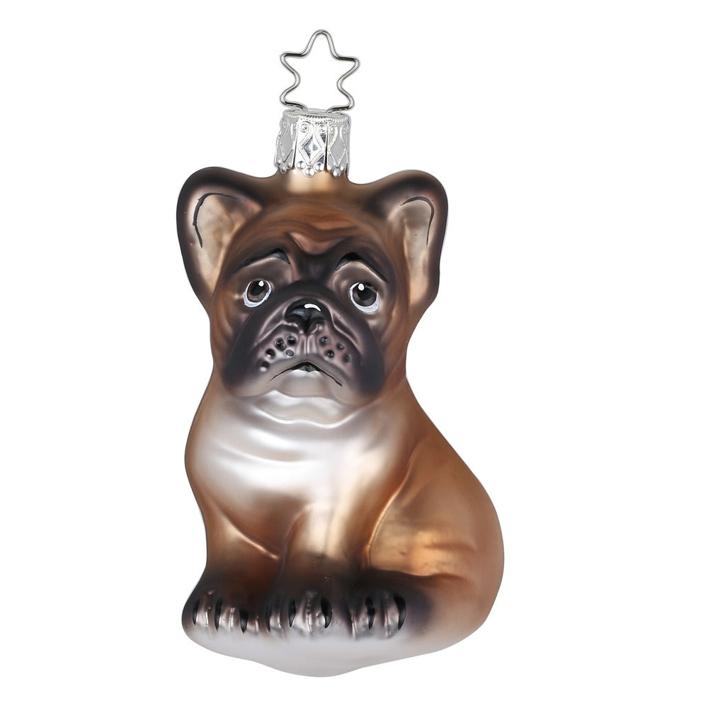 Französische Bulldogge, 9.5 cm