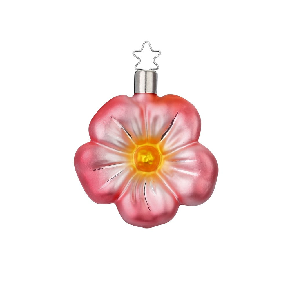 Zarte Blüte, 7 cm