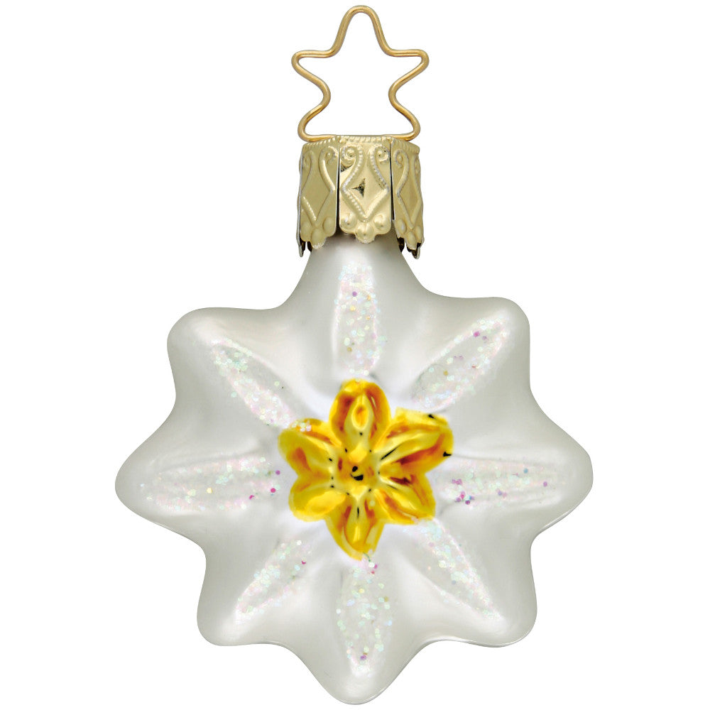 Edelweiß, 5 cm