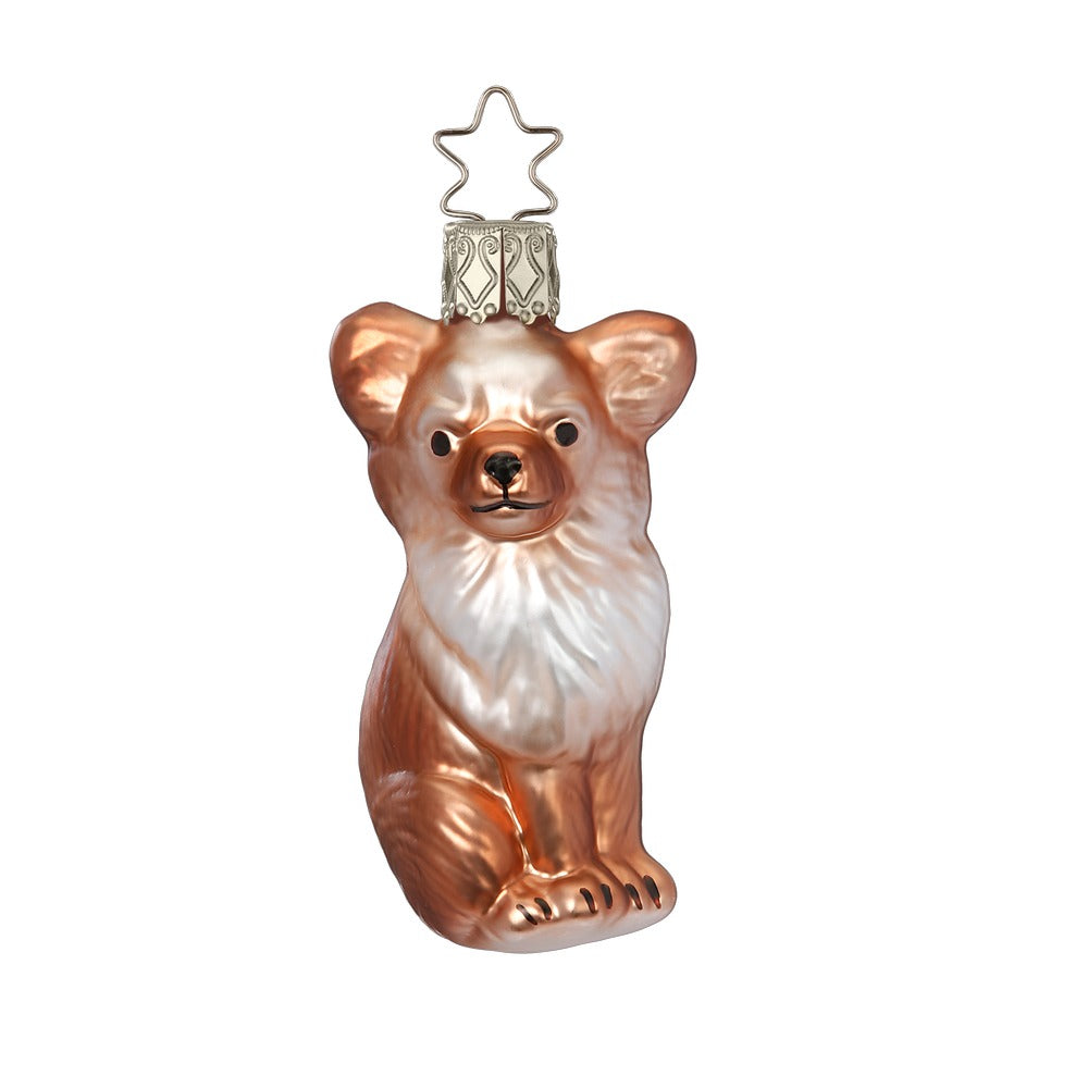Chihuahua, 8 cm