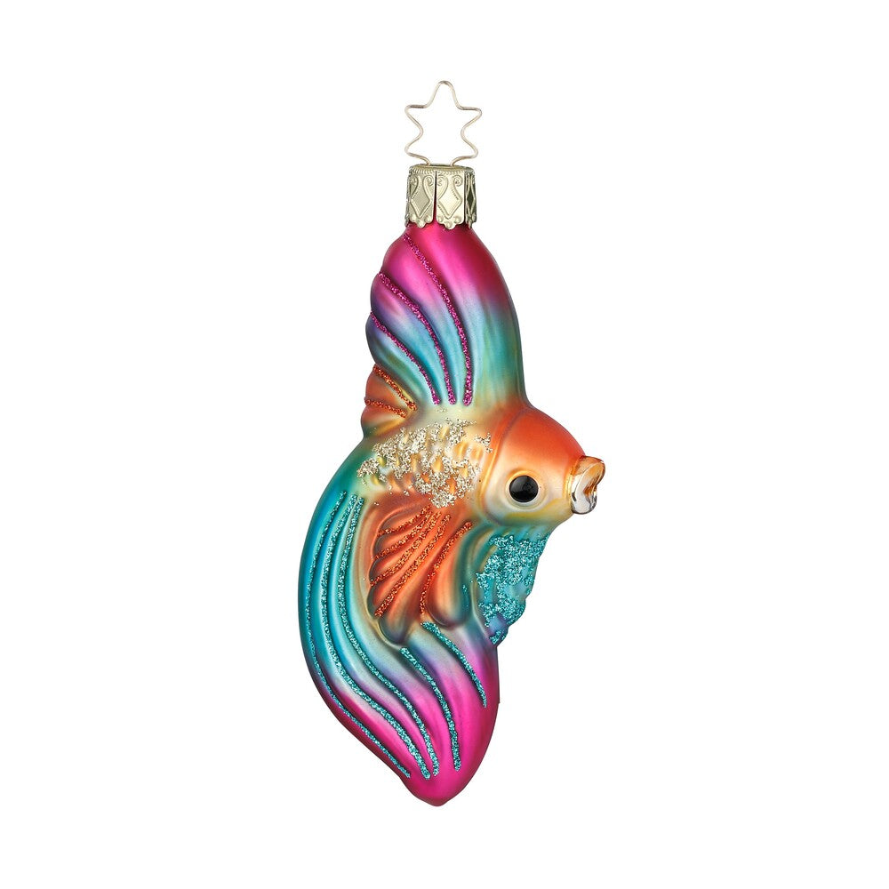 Schleierfisch, 11 cm