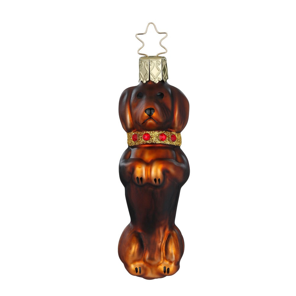 Brillanter Kurzhaardackel, dunkelbraun, 9.5 cm