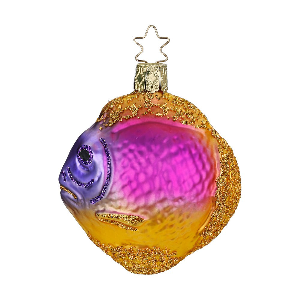 Königsfeenbarsch, 8 cm