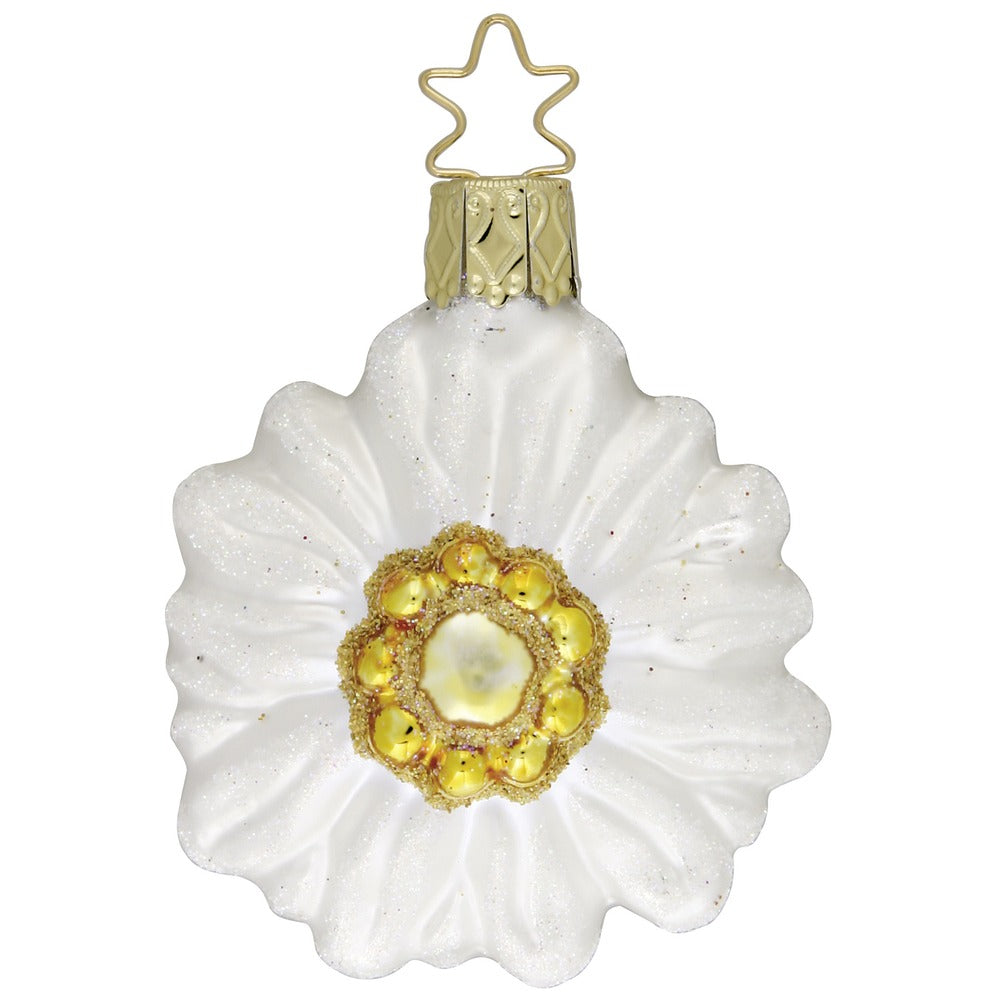 Edelweiß , 6.5 cm