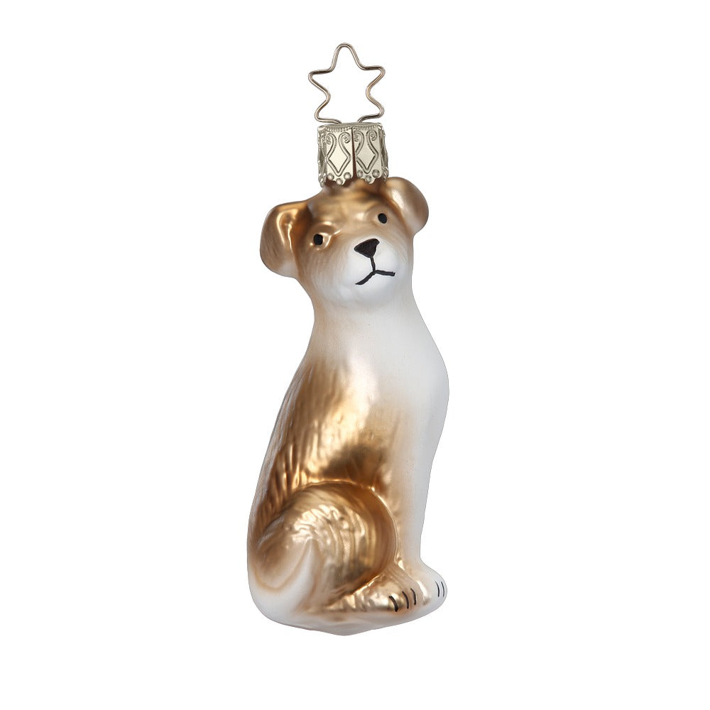Jack Russell, 9.5 cm