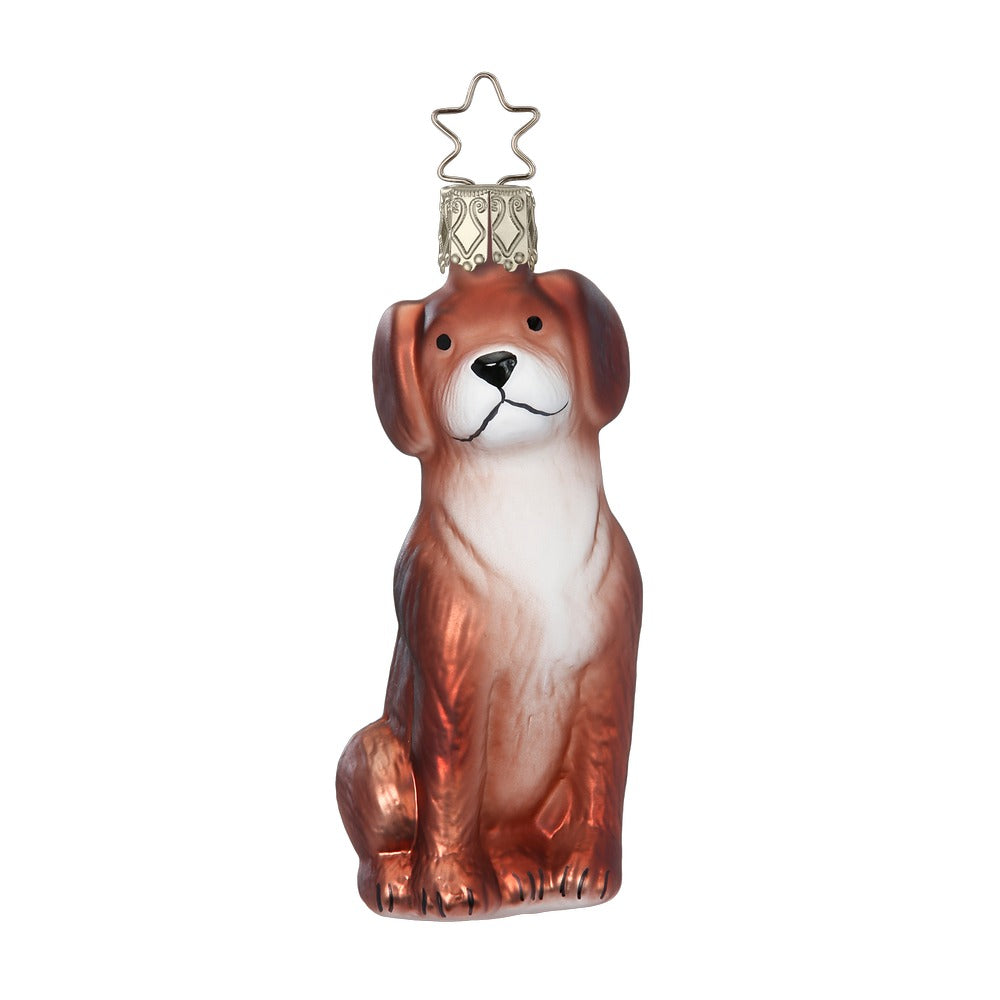 Beagle, 9.5 cm